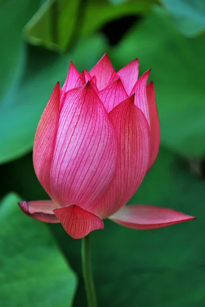 Lotus flower bud — Stock fotografie