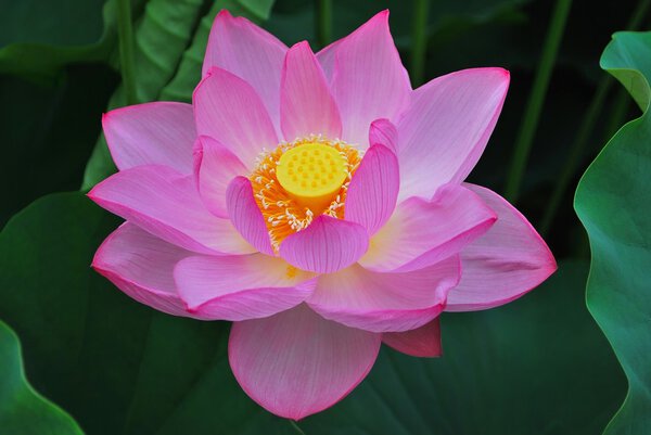 Lotus flower in full bloom