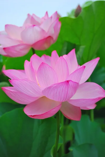 Lotus çiçeği tam Bloom — Stok fotoğraf