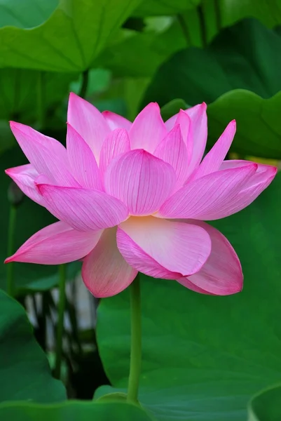 Lotusblume in voller Blüte — Stockfoto