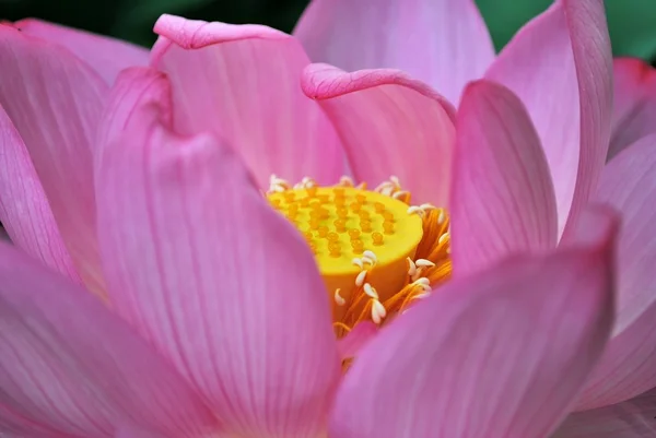 満開のハスの花 — ストック写真