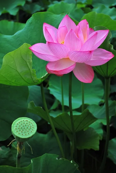 Lotus flower in full bloom — Stock Photo, Image