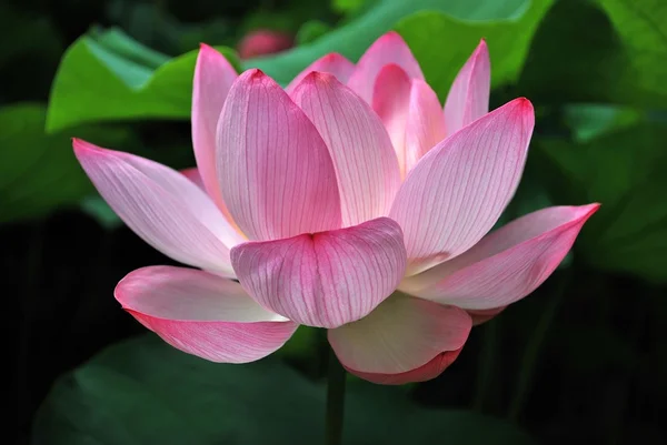 Цветок лотоса в полном цвету — стоковое фото