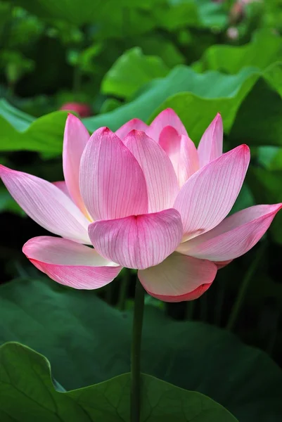 Lotus çiçeği tam Bloom — Stok fotoğraf