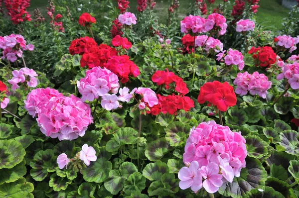 Röda och rosa geranium — Stockfoto