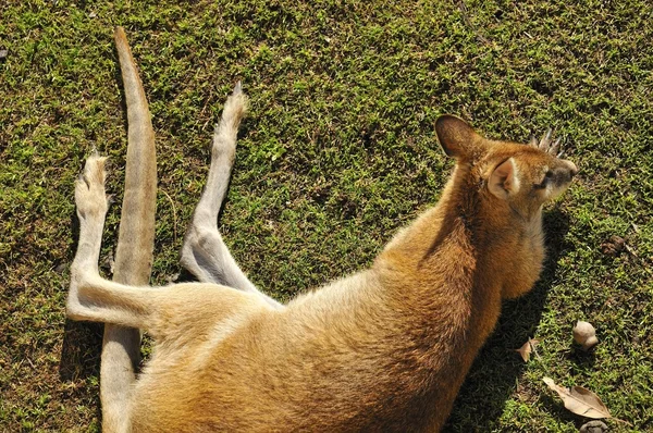 Volwassen kangoeroe rusten op gras — Stockfoto