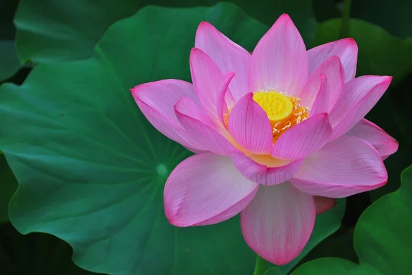 Fiore di loto in piena fioritura Immagini Stock Royalty Free