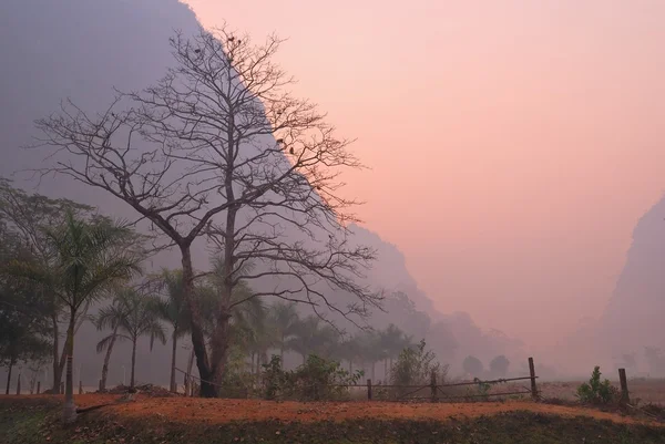 Bare majestic tree at dawn — Stock Photo, Image