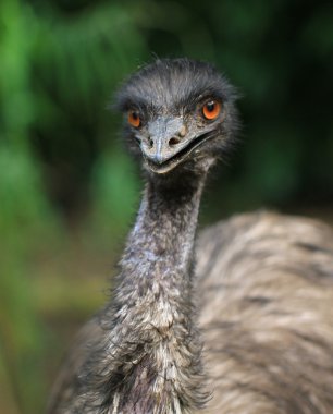 Emu Kuşu