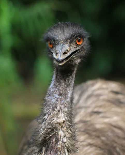 EMU vogel — Stockfoto
