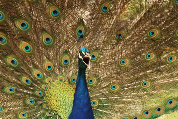 Peacock schreeuwen — Stockfoto