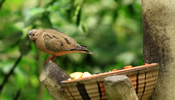 Pájaro tropical —  Fotos de Stock