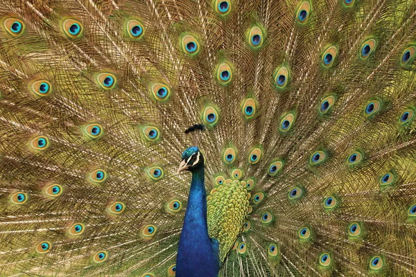 Peacock verspreiding vleugels — Stockfoto