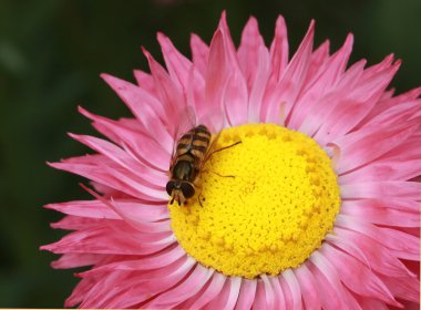 Rosy Sunray and Hoverfly clipart