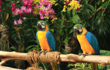 Macaw Birds clipart
