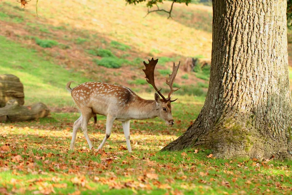 Einsamer Hirsch — Stockfoto