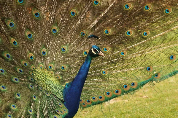 Peacock in profiel — Stockfoto