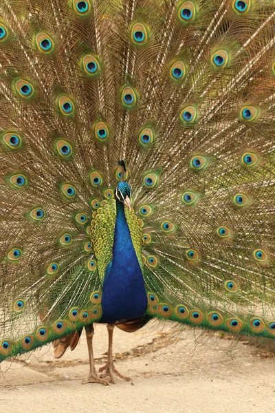 Peacock vooraan — Stockfoto