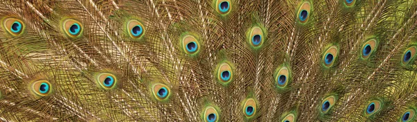 Peacock feather omhoog sluiten — Stockfoto