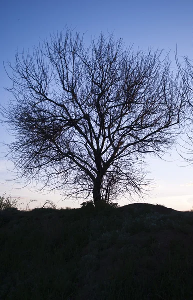 Дерево на голубом небе — стоковое фото
