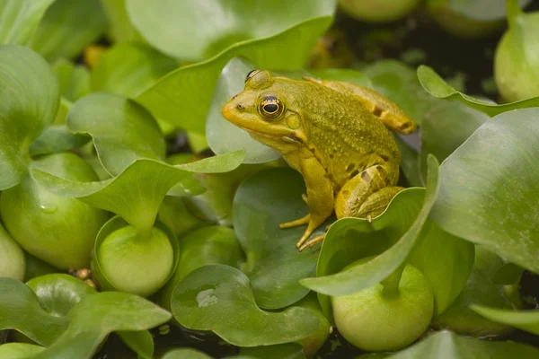 stock image A green frog