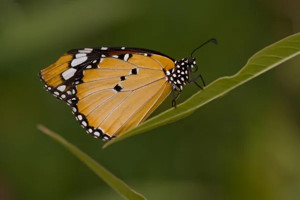 stock image Beautiful Monarch butterfly close-up