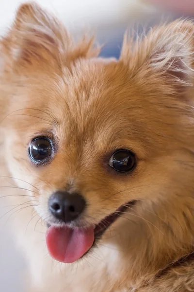 Ritratto di simpatico cane arancione, attenzione agli occhi — Foto Stock