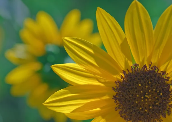 Ein Sonnenblumen-Makro mit einer kleineren Blume im Hintergrund — Stockfoto