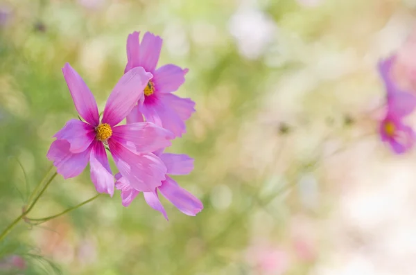 Frühling lila Gänseblümchen auf dem grünen Hintergrund — Stockfoto