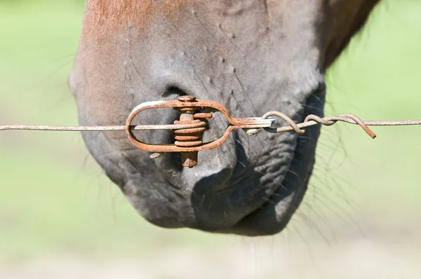 Can i get out of here — Stock Photo, Image