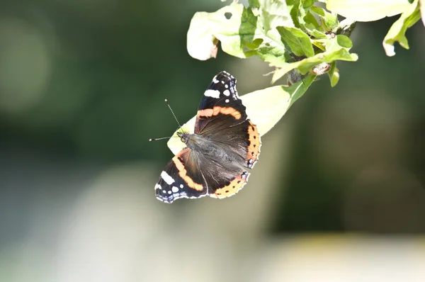 Butterfly resting — Stock Photo, Image