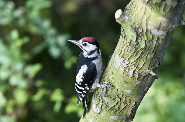 Great Spotted Woodpecker on white background — Stock Photo, Image