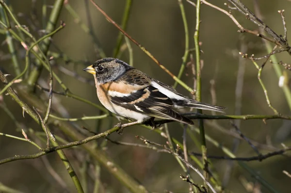 Brambling with colorful feathers — Stock Photo, Image
