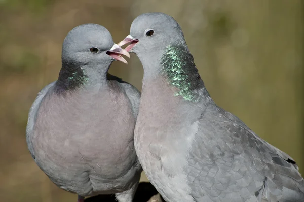 Beijando pombo estoque — Fotografia de Stock
