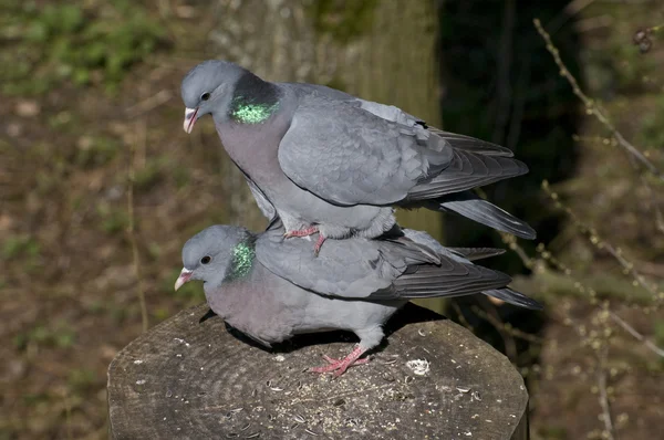 Copulating Stock Pigeon — Stock Photo, Image