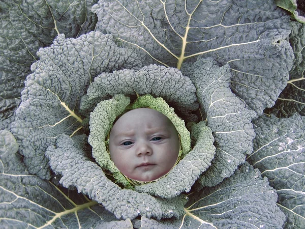 stock image Our old adage was that the children came from the savoy cabbages