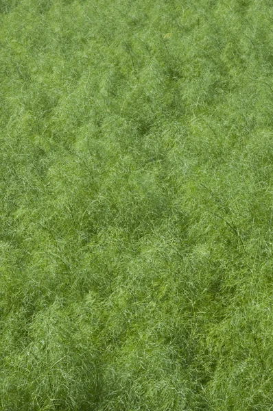 Foglie di finocchio come sfondo verde — Foto Stock