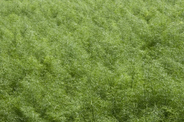 小茴香叶为绿色背景 — 图库照片