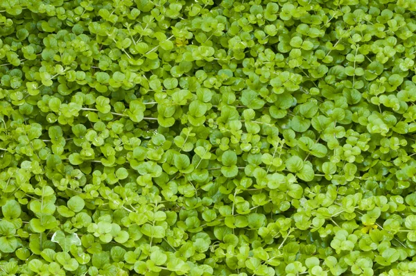 ジューシーな小さな薄緑の葉の背景 — ストック写真