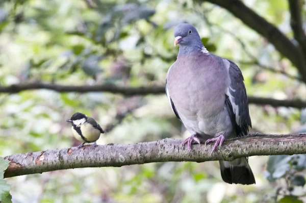 A wood pigeon and Great Tit cozy together side by side — Stock Photo, Image