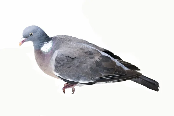 Pigeon ramier sur fond blanc — Photo