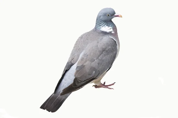 Pigeon ramier sur fond blanc — Photo