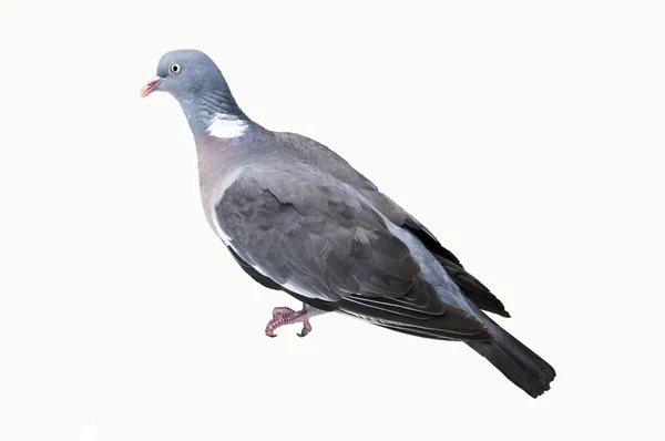 白い背景の上鳩 ramier — ストック写真