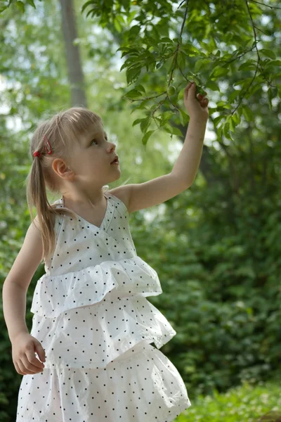 Girl in white dress picking fruit — Stock Photo, Image