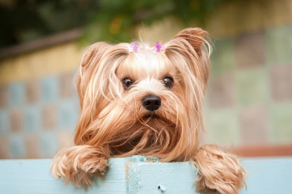 stock image Yorkshire terrier portrait