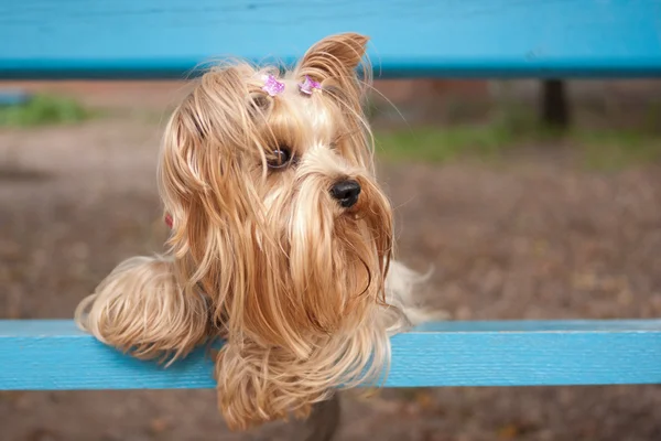 Yorkshire terrier portre