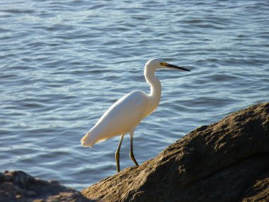 Posing Snowy Egret