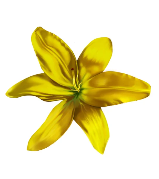 Lilly flor Imagem De Stock