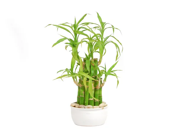 Bambú afortunado (Dracaena sanderiana ) Imagen de stock