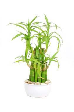 Şanslı bambu (Dracaena sanderiana)